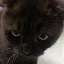 avatar 59y1 xuân thới alo og a tao nghe