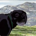 FlareNotFlair
