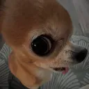 sancezjacob