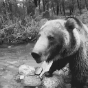bipolarbear0.o