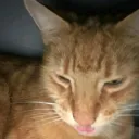 meowstink