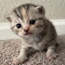 avatar read bio grrrrr (addis)