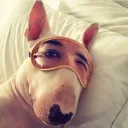 spasito