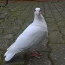 marksnicket