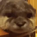 gglecoco