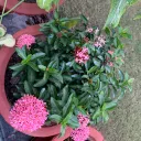 teepsii
