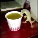 the_iit_cool2.0