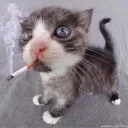 magidq