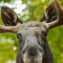 avatar The Moosinator