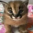 Аватар nekit_81829