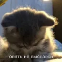 qy1t
