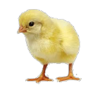 chick-Bot