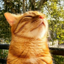 avatar Violet ‧₊˚