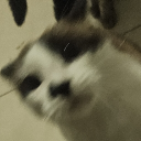 avatar Violet ‧₊˚