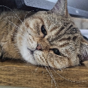 avatar Violet ‧₊˚