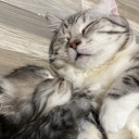 avatar มี่เลี้ยงแมว13ตัว