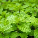 nmint_3071
