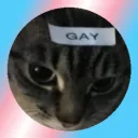 auracat