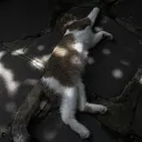 tranquil_dolphin_89376