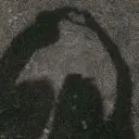 eviebear09