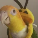 dsaikea avatar