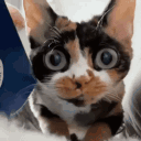 avatar 𝒪𝓂𝒾𝓃𝒾 💕🌙