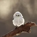 hikoruaikk