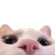 wgtnico