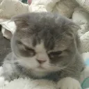 danthai's Avatar