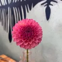 setchl