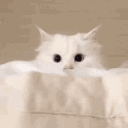 tom.ly