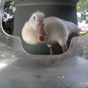 avatar གཉིས།