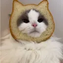 bluebutlerr