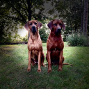 avatar ArNascFola | Daniel