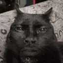 estimuladordeperros avatar