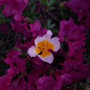 avatar 𝒦𝓊𝓁𝒶  🌼