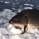 fishymine