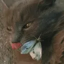 sniffth
