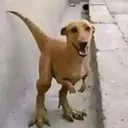 kralbilmem