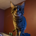 Discord Avatar