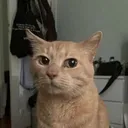 matrixial