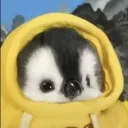 dogcy