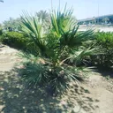 masumkazi87