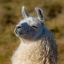 danishk023