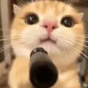 lucas_dalegendcat