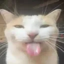 duodingo