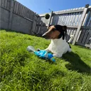nufcfan1234
