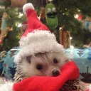 Аватар ezhik_1488