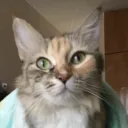 beluchar avatar