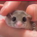 avatar Rifia 🦦👁⃤✧🖤